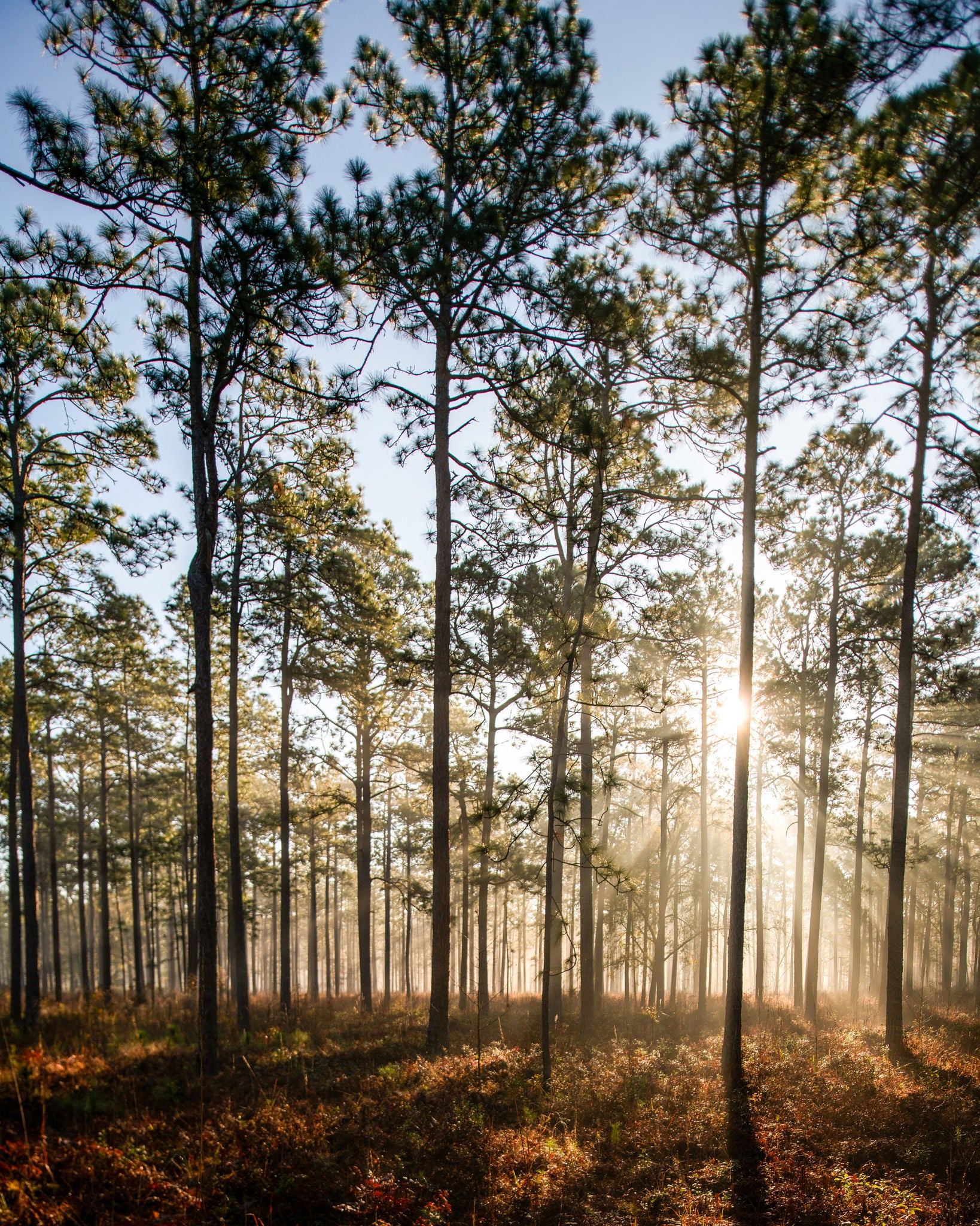 Photo of light filtering through the trees at Norfolk Southern’s Brosnan Forest