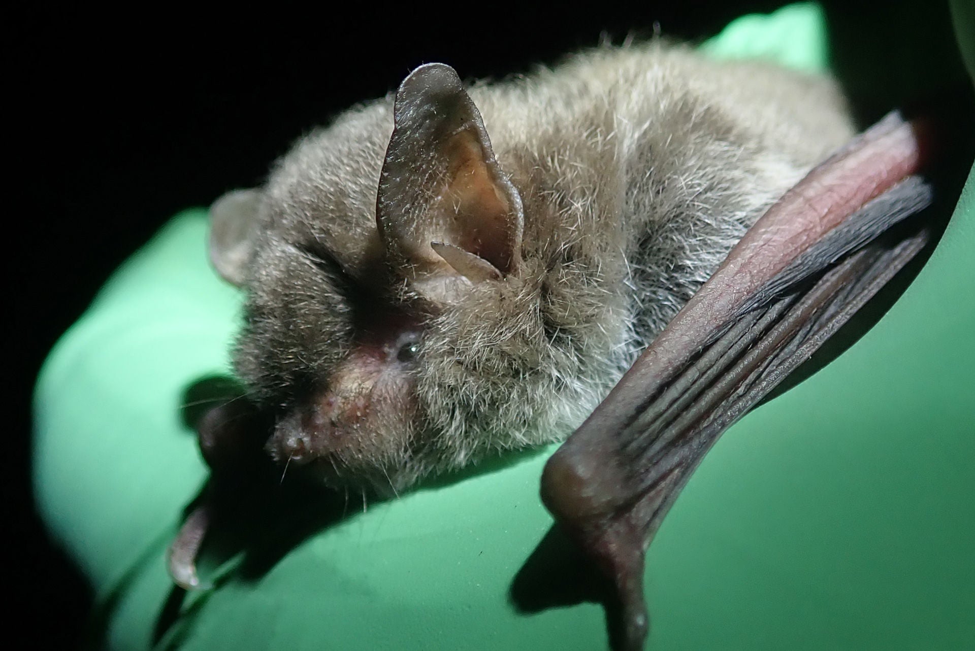 A bat held by a gloved hand