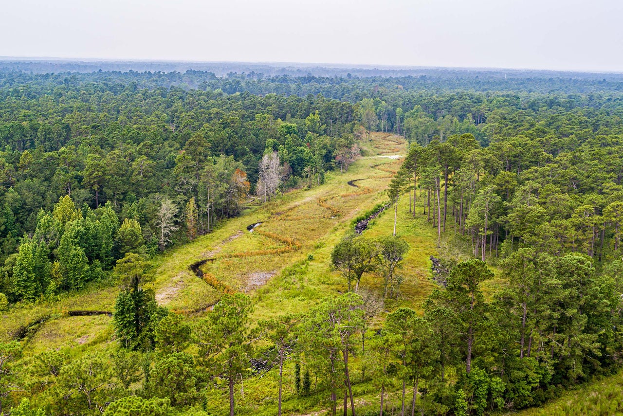 Long aerial view of wetlands winding through trees showing environmental impact.
