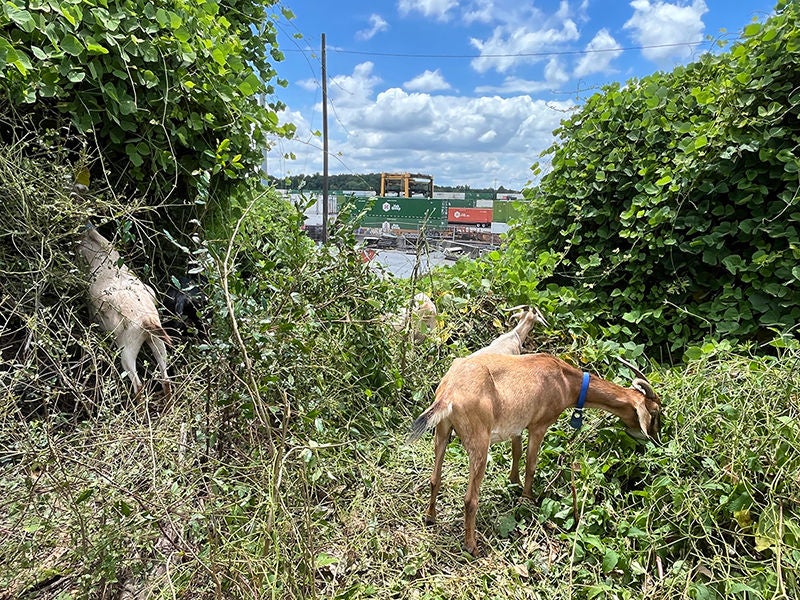 Goats-IMG_8438-image3