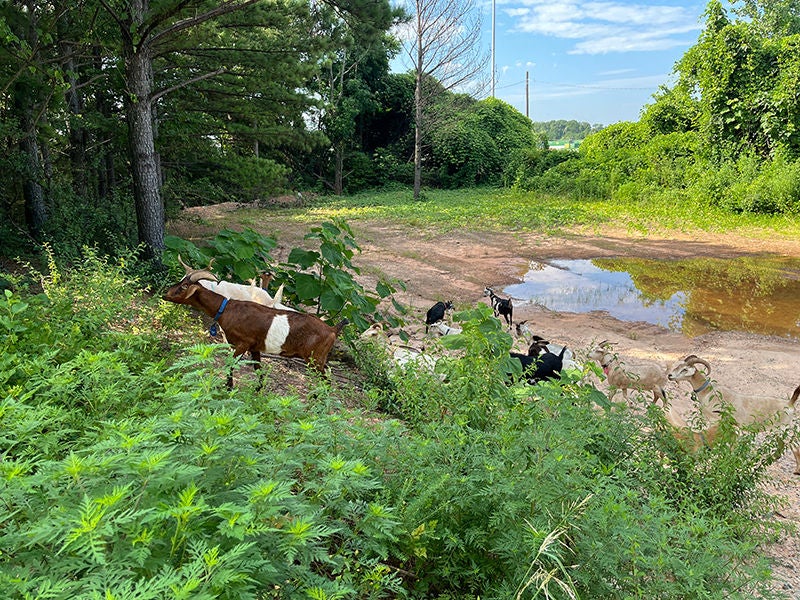 site-1-image1