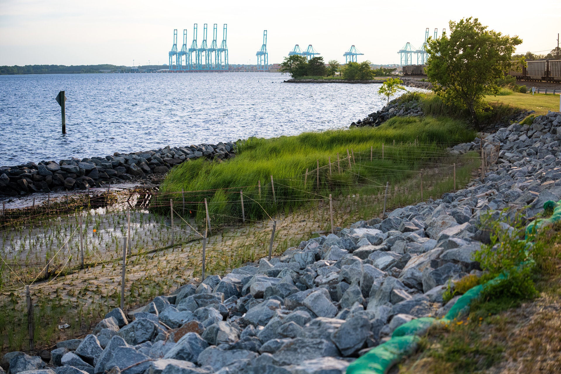 Living Shoreline at Lamberts Point final restoration