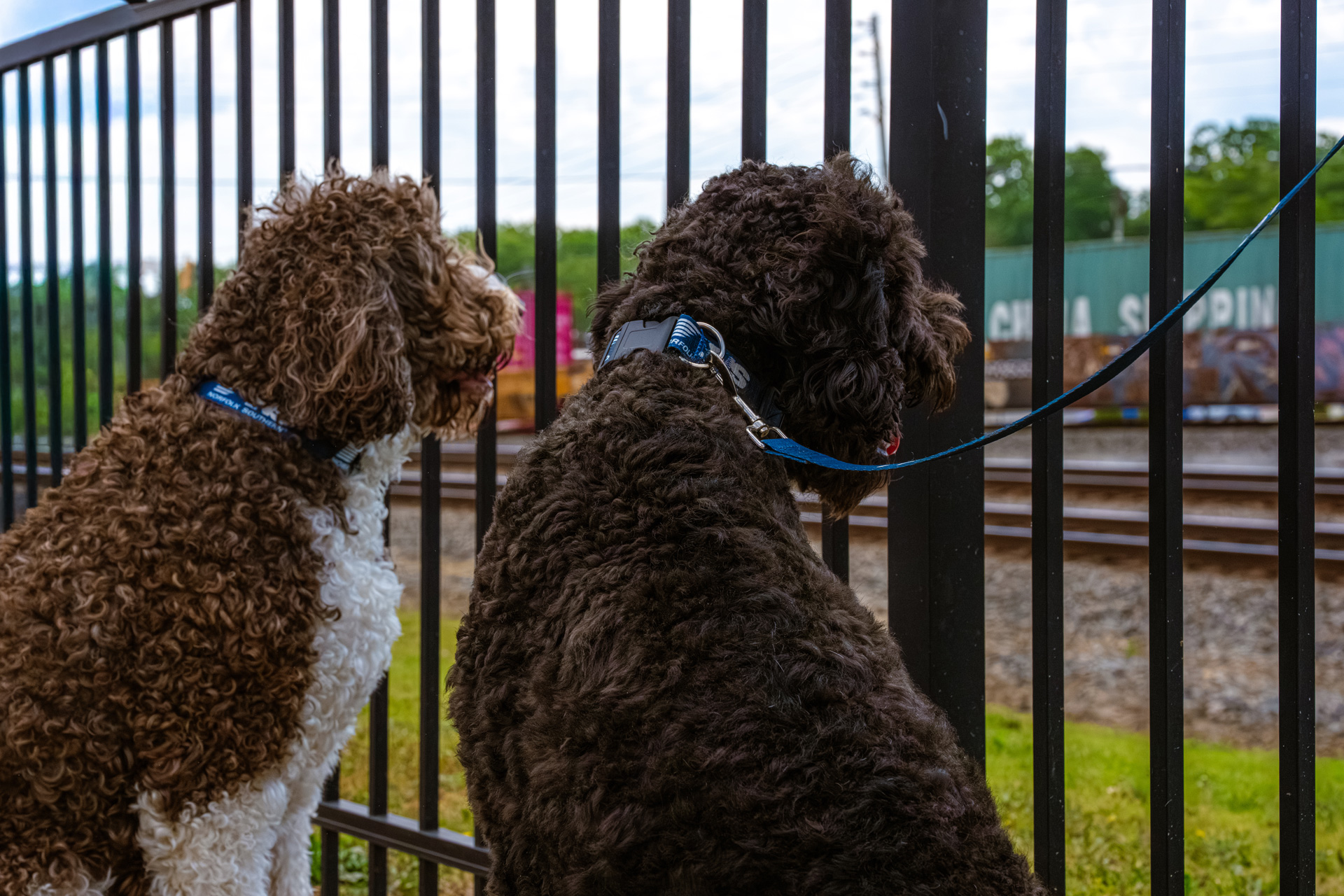 From pet gear to pet care: Norfolk Southern’s role in supporting four legged friends