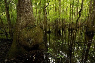 This tupelo tree, with its swollen trunk and strong root system, grows in a wetland area of Norfolk Southern's Brosnan Forest. Existing wetlands and the 290 acres of wetlands that the railroad will restore at the Forest help filter pollutants from groundwater, control flooding, and provide habitat for a diverse array of plants and wildlife. (PRNewsFoto/Norfolk Southern Corporation)