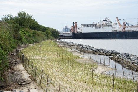 Living Shoreline in infancy