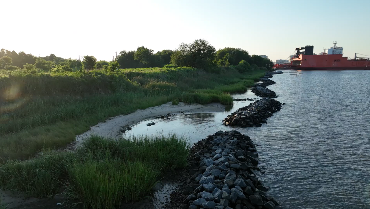 Living Shoreline showing growth years later