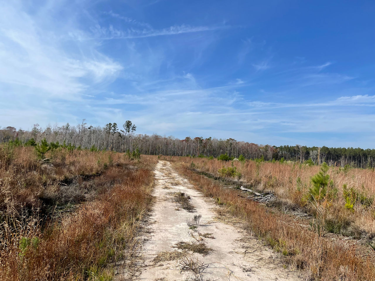 Damaged wetlands in Georgia