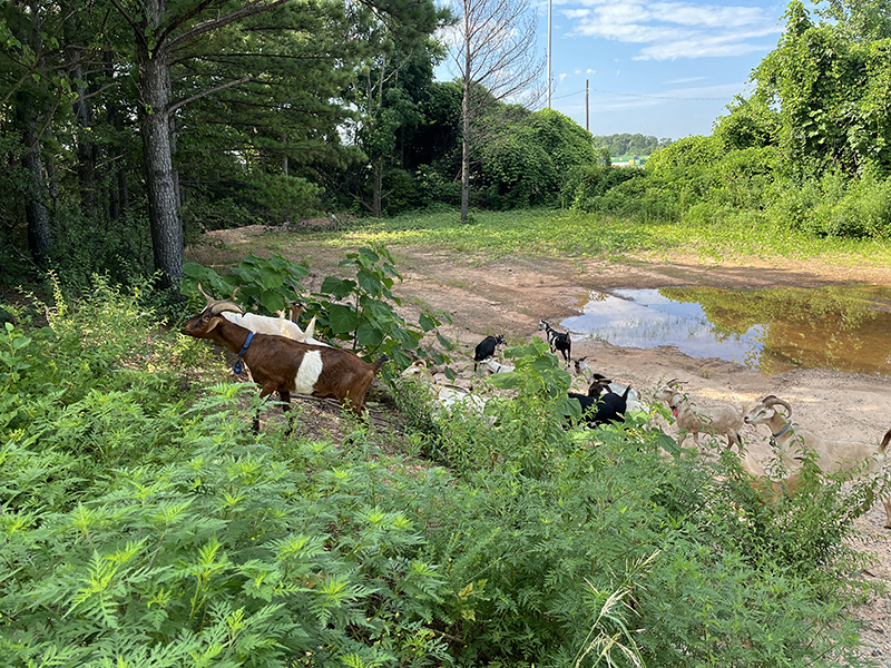 site-1-image1