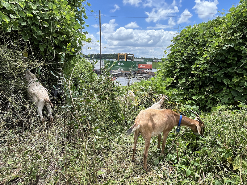 Goats-IMG_8438-image3