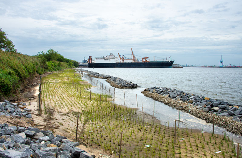 LivingShoreline-LambertsPoint-20200824-D4S-6167-RT-800px