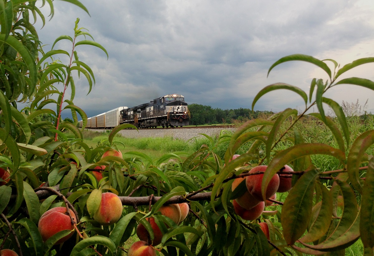 On a stormy afternoon, an auto train passes a peach orchard in Locust Grove, GA., on its way from Vance, Ala., to Brunswick