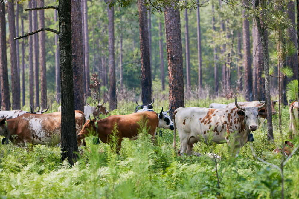 May is National Wildfire Awareness Month